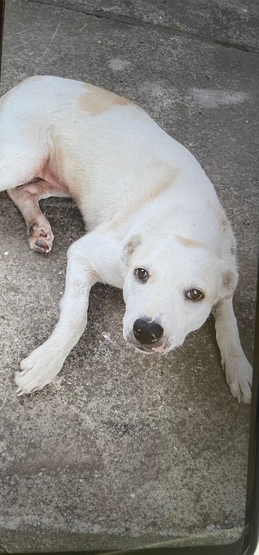 Un câine alb cu pete crem stă culcat pe asfalt și privește în sus